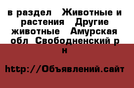  в раздел : Животные и растения » Другие животные . Амурская обл.,Свободненский р-н